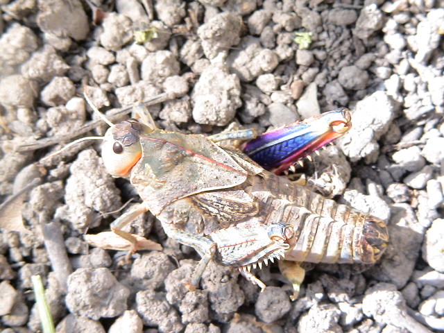 determinazione ortottero - Prionotropis appula