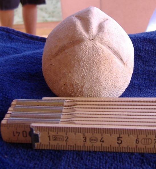 Echinocardium, Schizaster e Brissus - teche