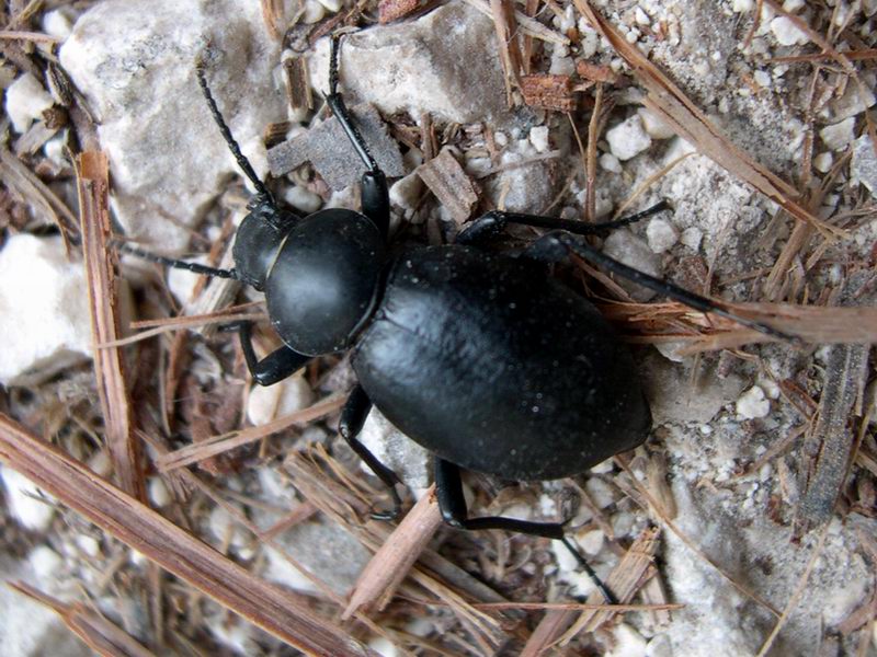 Tenebrionide ???? - Tentyria grossa