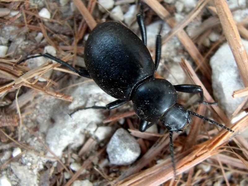 Tenebrionide ???? - Tentyria grossa