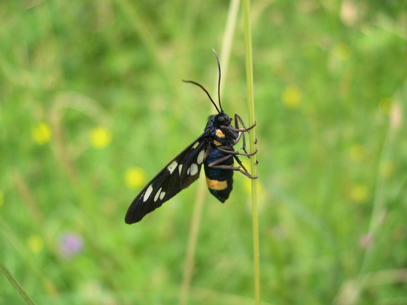 Amata phegea