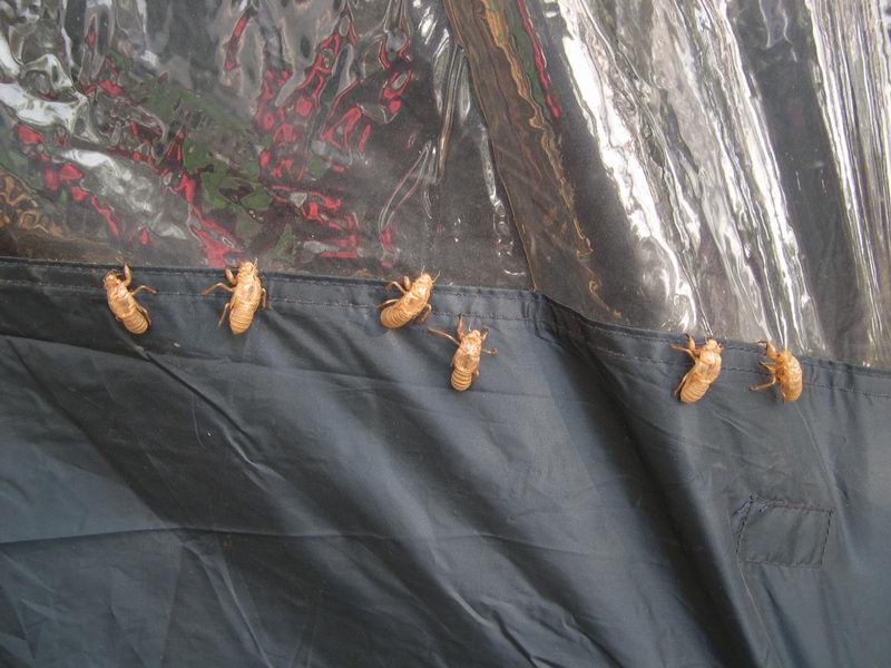 L''invasione degli ultracorpi (Cicada orni)