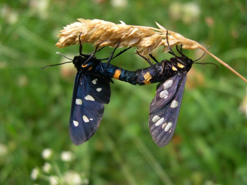 Amata phegea