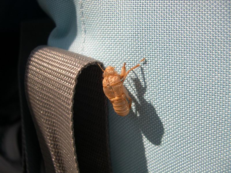 L''invasione degli ultracorpi (Cicada orni)