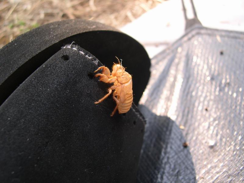 L''invasione degli ultracorpi (Cicada orni)