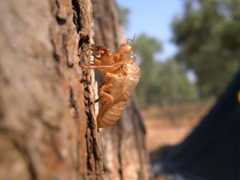 L''invasione degli ultracorpi (Cicada orni)