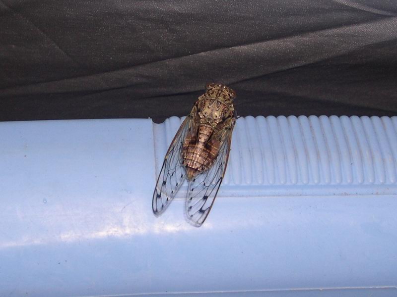 L''invasione degli ultracorpi (Cicada orni)