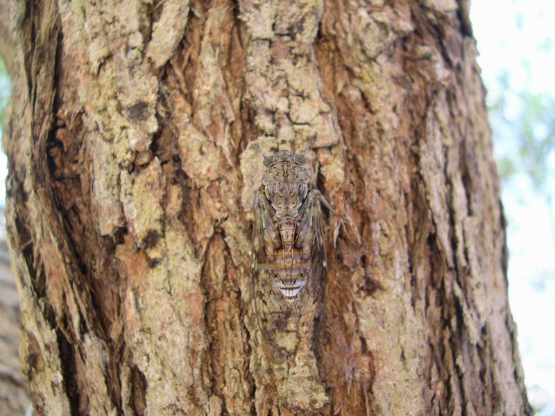 L''invasione degli ultracorpi (Cicada orni)