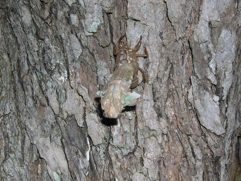 L''invasione degli ultracorpi (Cicada orni)