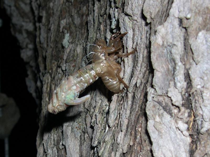 L''invasione degli ultracorpi (Cicada orni)