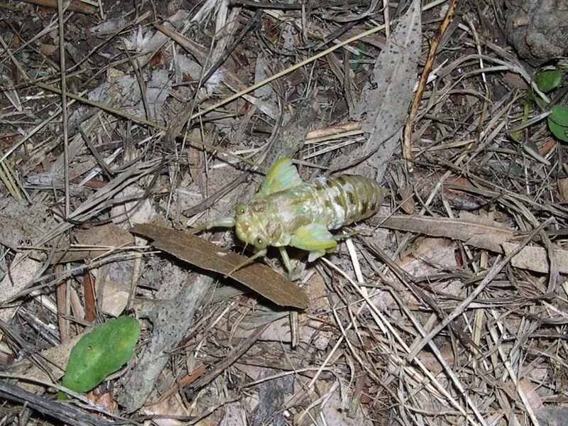 L''invasione degli ultracorpi (Cicada orni)