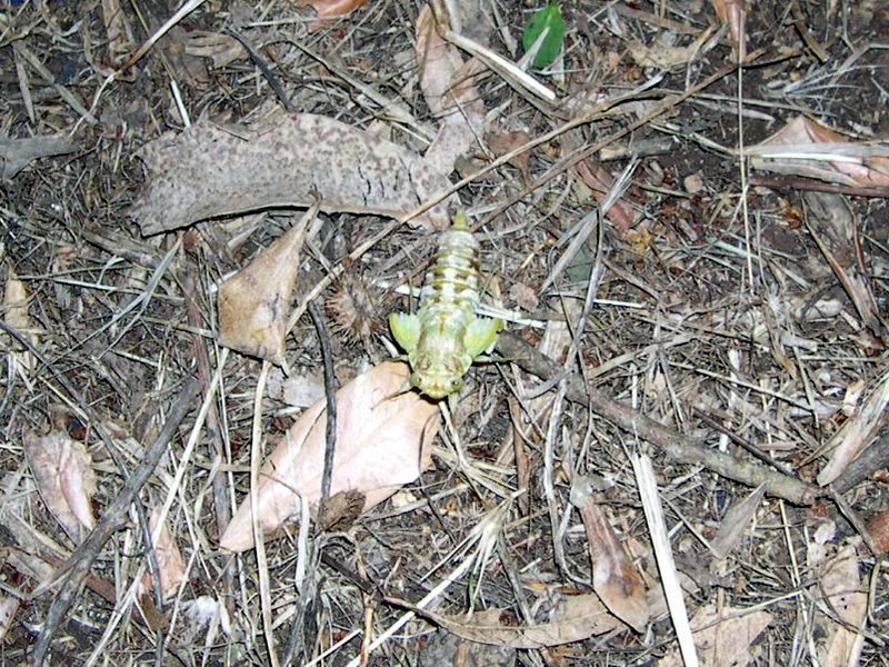 L''invasione degli ultracorpi (Cicada orni)