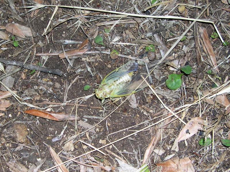 L''invasione degli ultracorpi (Cicada orni)