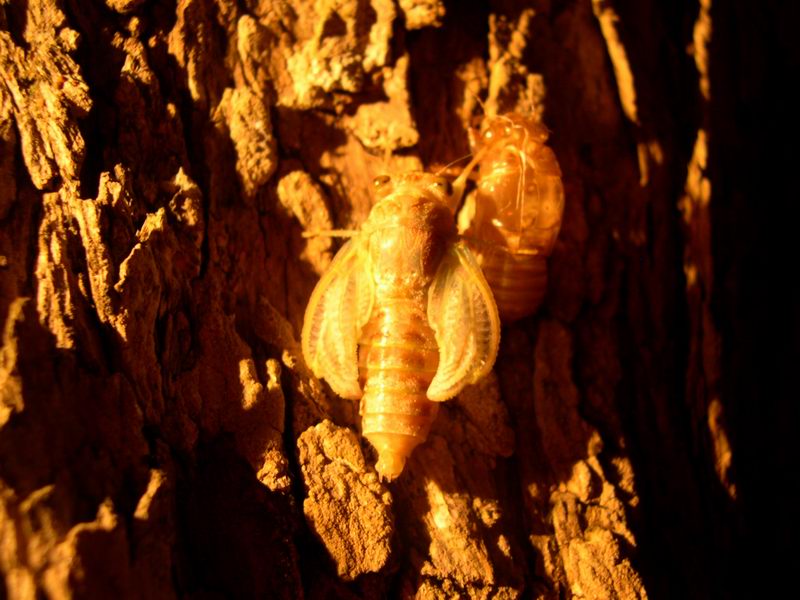 L''invasione degli ultracorpi (Cicada orni)