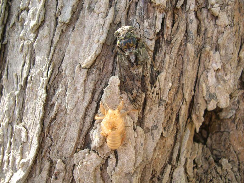 L''invasione degli ultracorpi (Cicada orni)