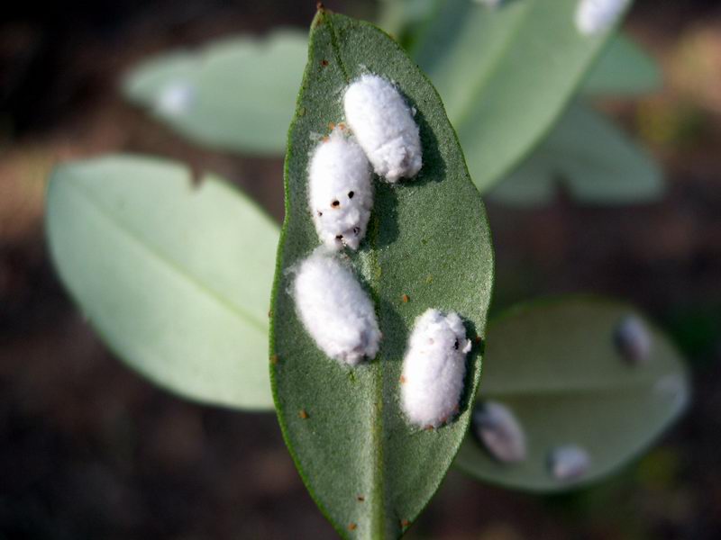 Entomofauna salentina