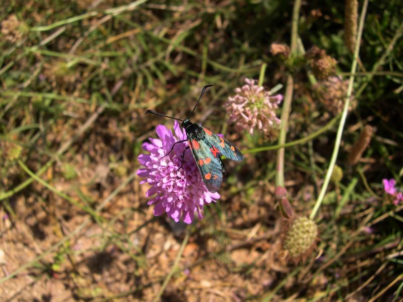 Entomofauna salentina