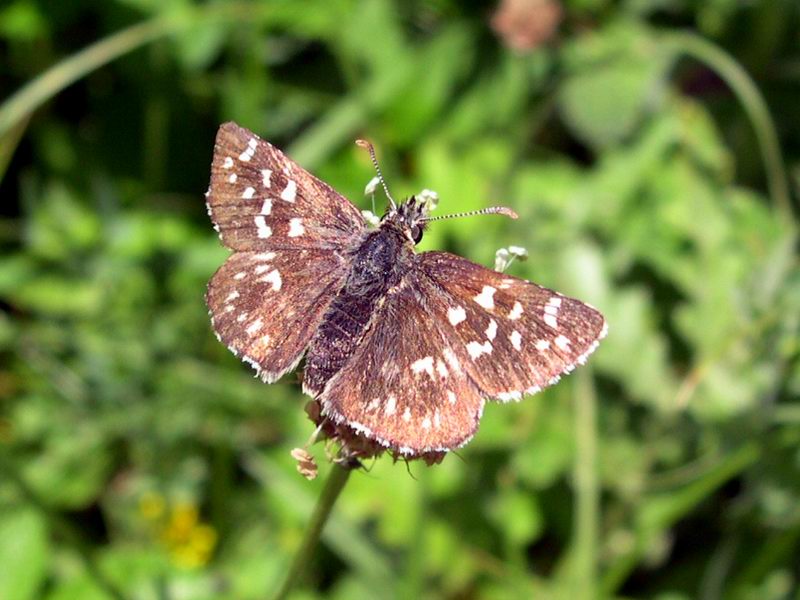 Pyrgus sp.