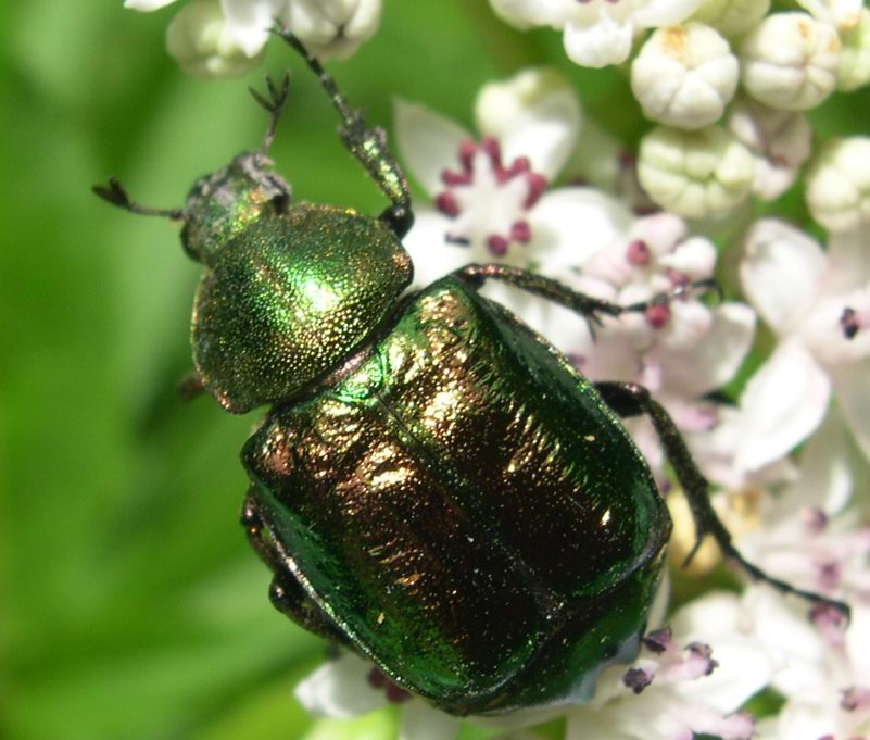 Gnorimus nobilis (Coleoptera, Cetoniidae)
