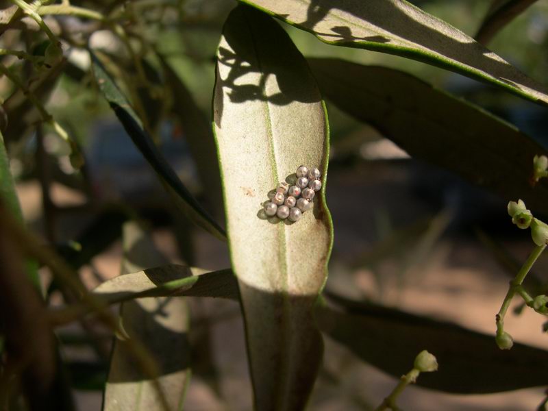 Entomofauna salentina