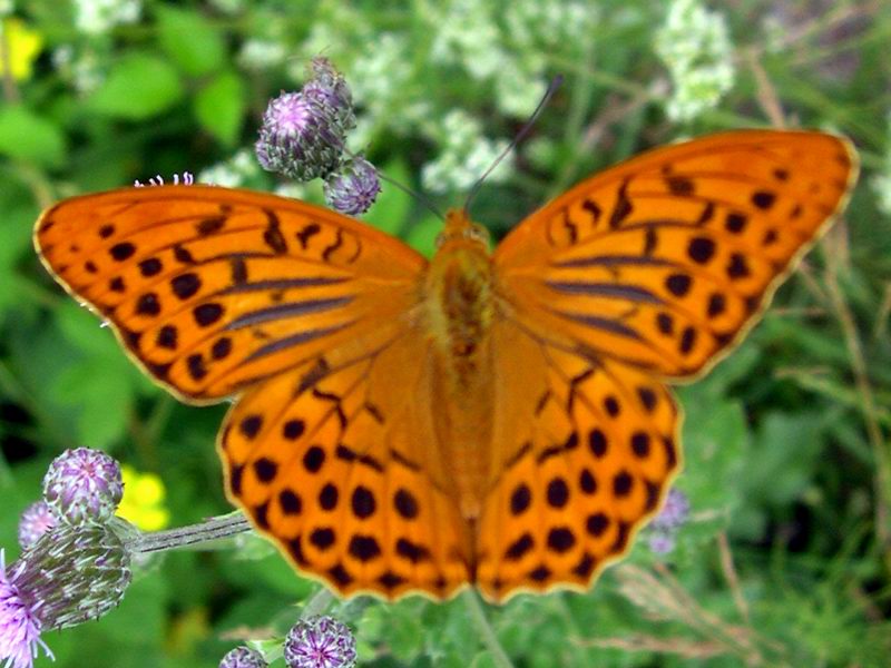 Argynnis paphia