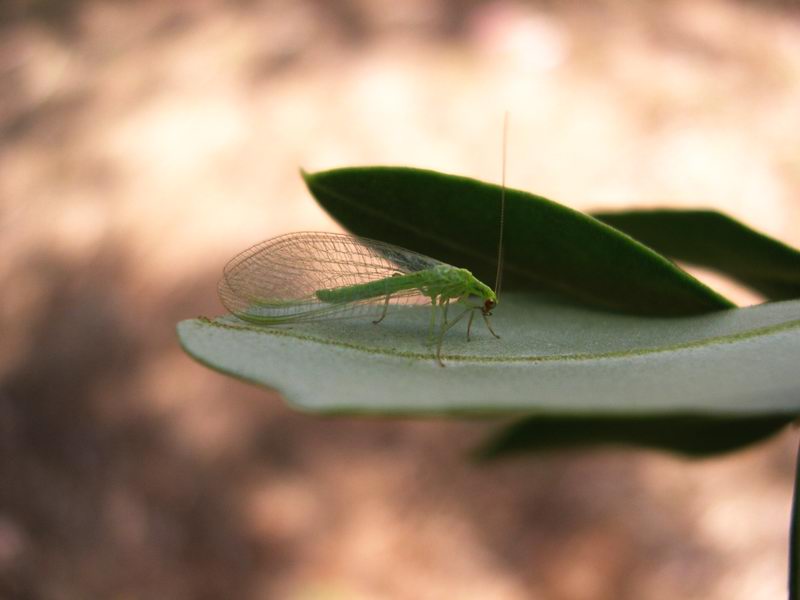 Entomofauna salentina