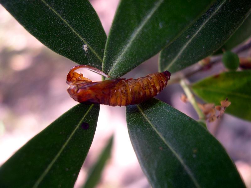 Entomofauna salentina