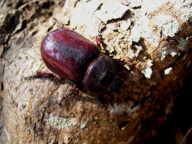 Phyllognathus excavatus, maschio