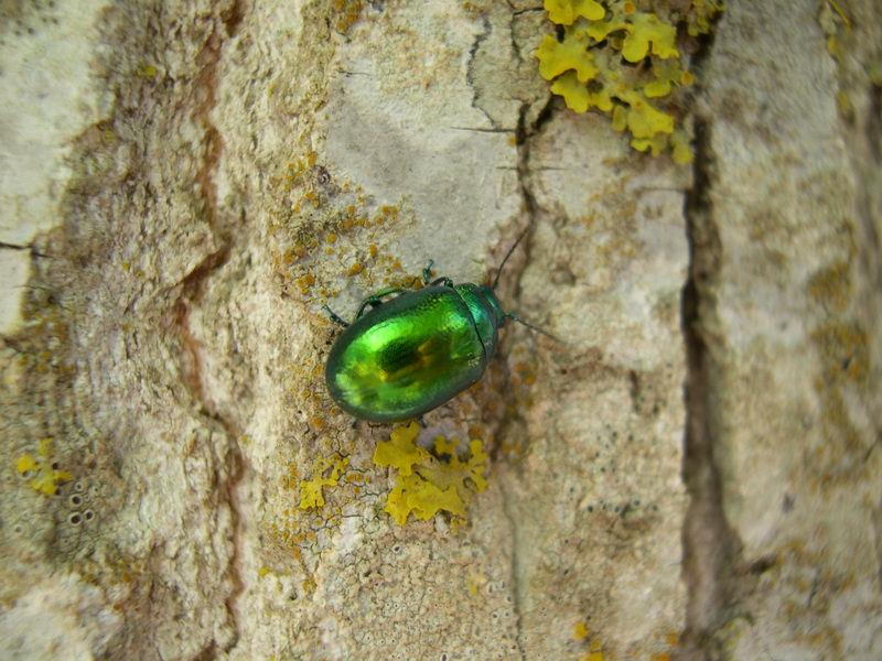 Entomofauna salentina