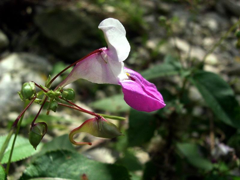 Impatiens balfourii / Balsamina di Baulfor
