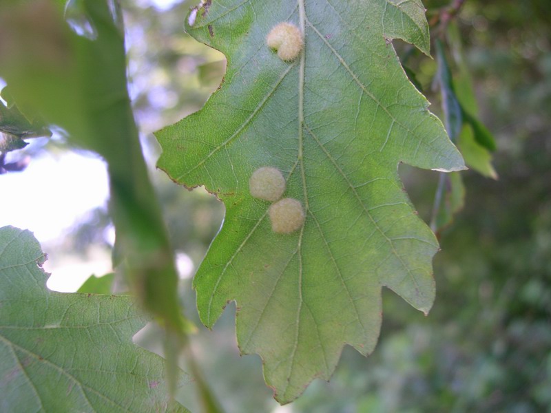 Galla: Dryomyia circinans