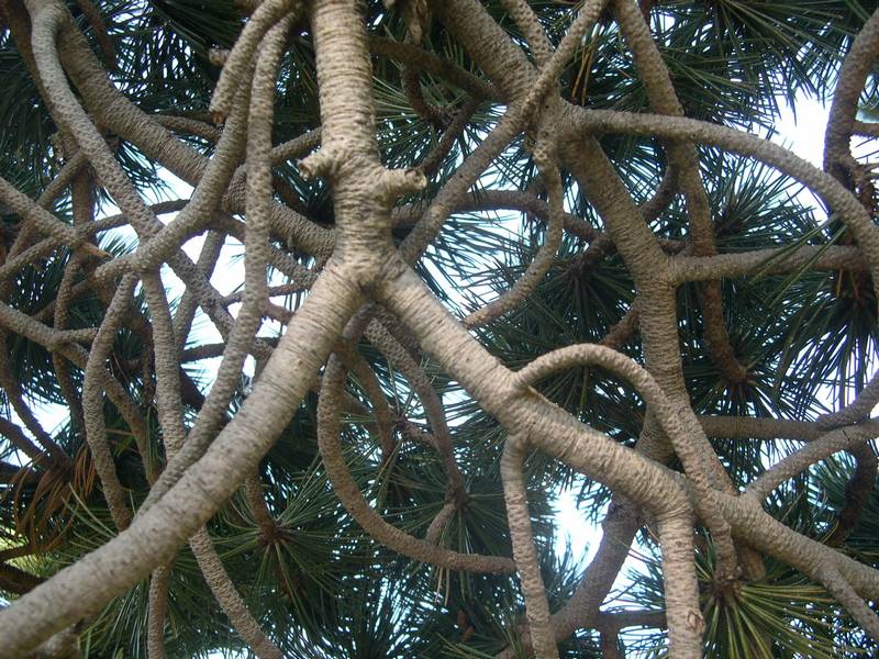 Pinus Leucodermis - PINO LORICATO