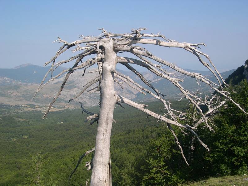 Pinus Leucodermis - PINO LORICATO