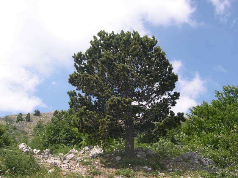 Pinus Leucodermis - PINO LORICATO