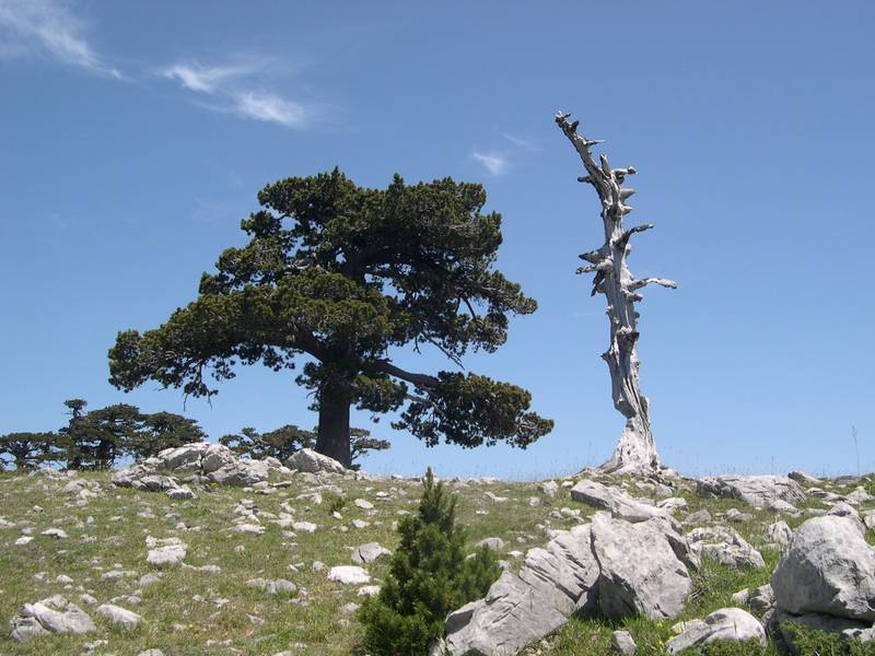 Pinus Leucodermis - PINO LORICATO