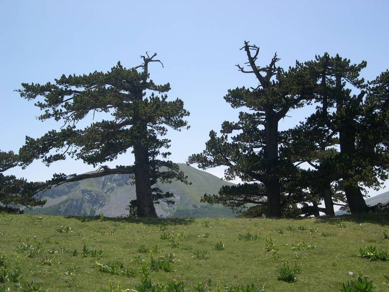 Pinus Leucodermis - PINO LORICATO