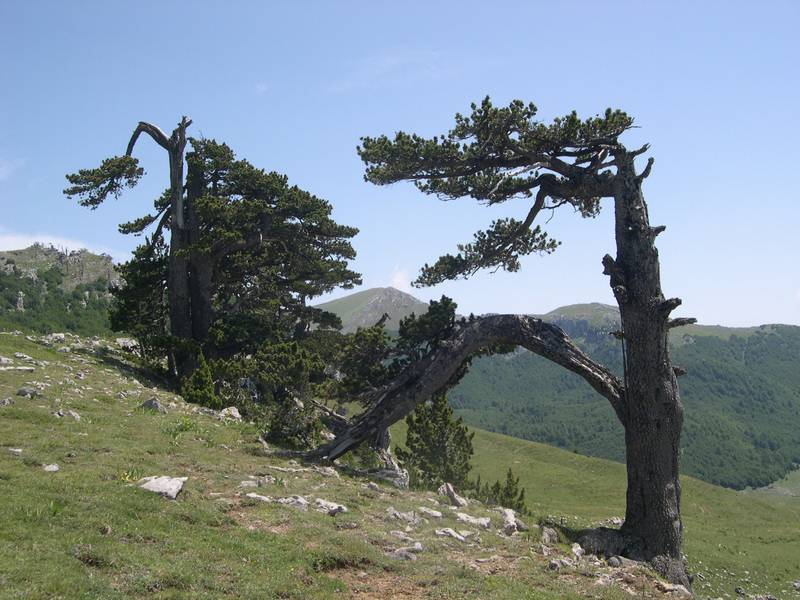 Pinus Leucodermis - PINO LORICATO