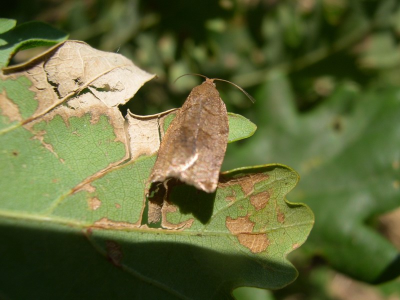 Archips xylosteana