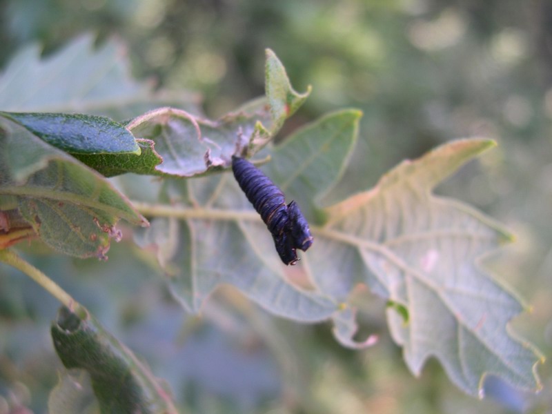 Archips xylosteana