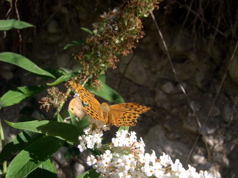 Argynnis paphia