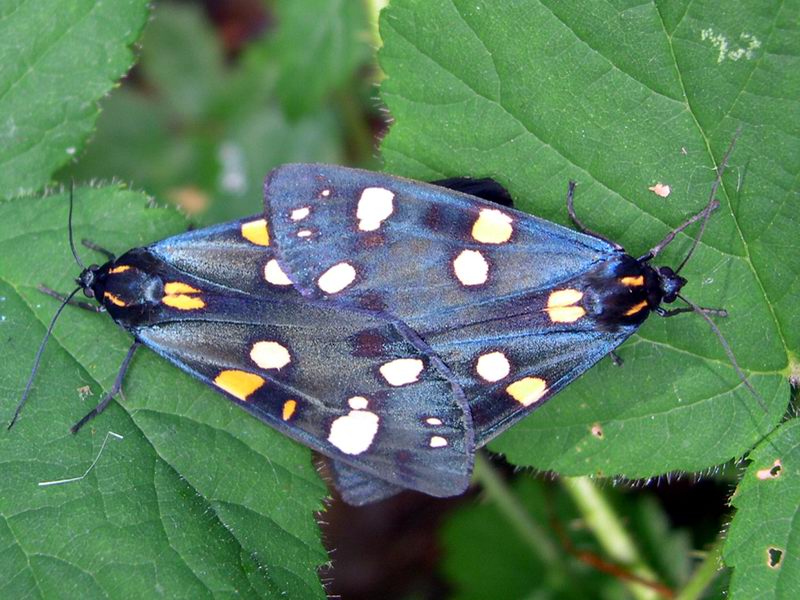 Callimorpha dominula