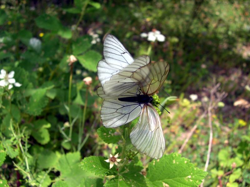 Menage a trois Aporia crataegi