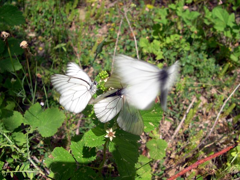 Menage a trois Aporia crataegi