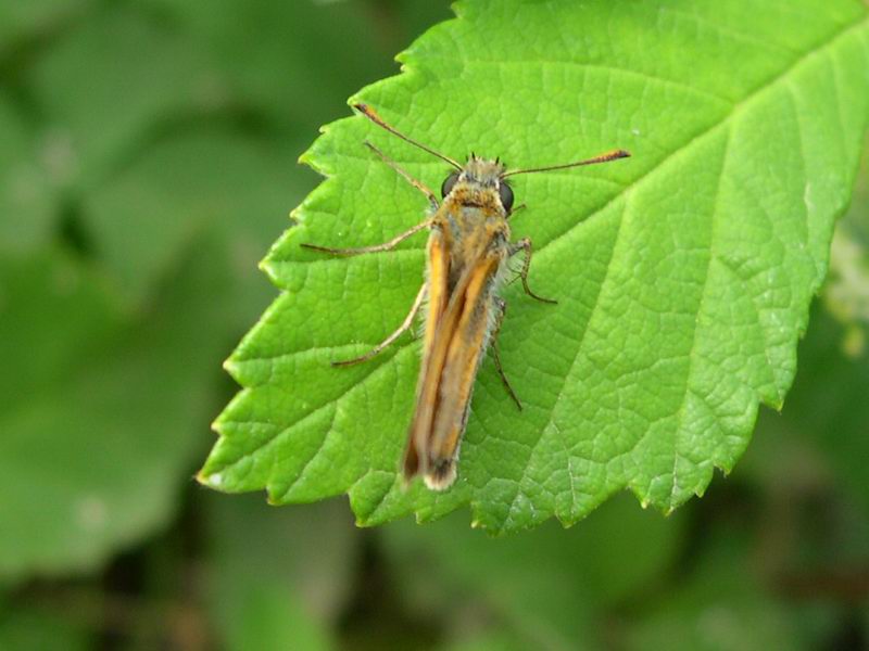 Hesperidae