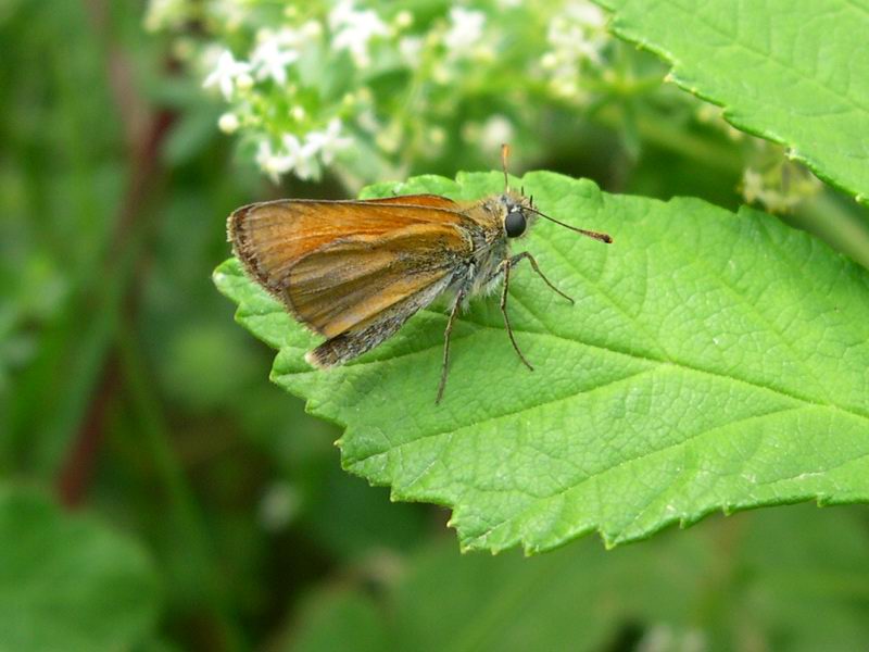 Hesperidae