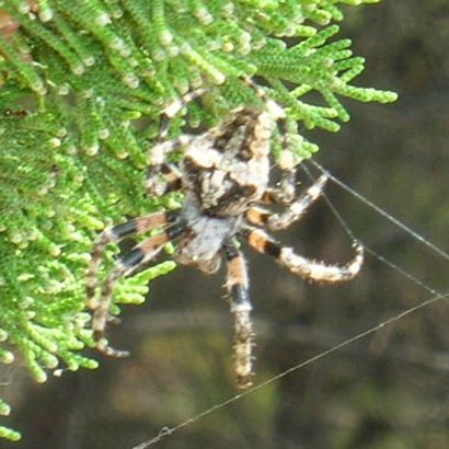 Ragni in Croazia (Araneus sp.)
