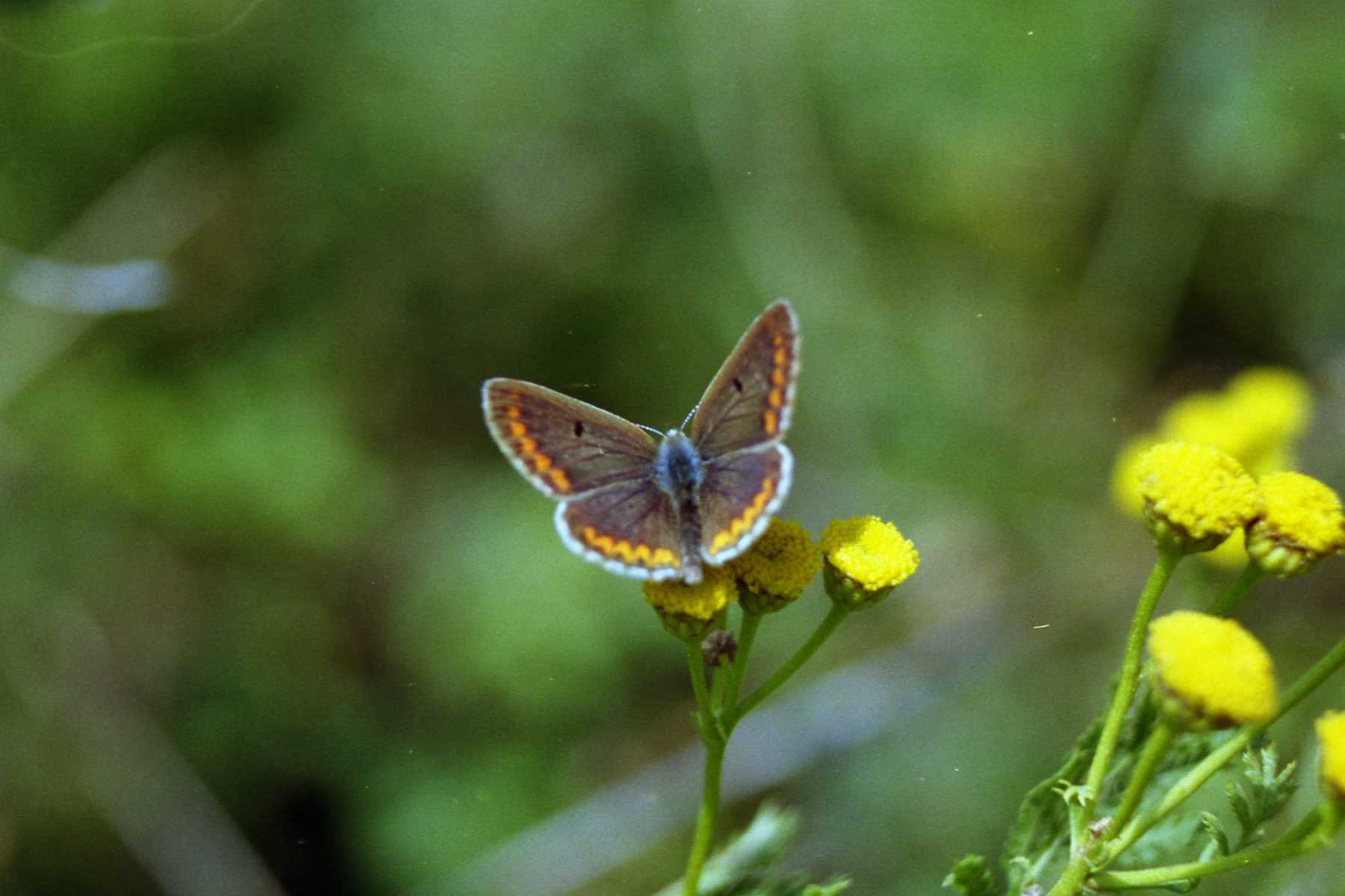 Aricia agestis