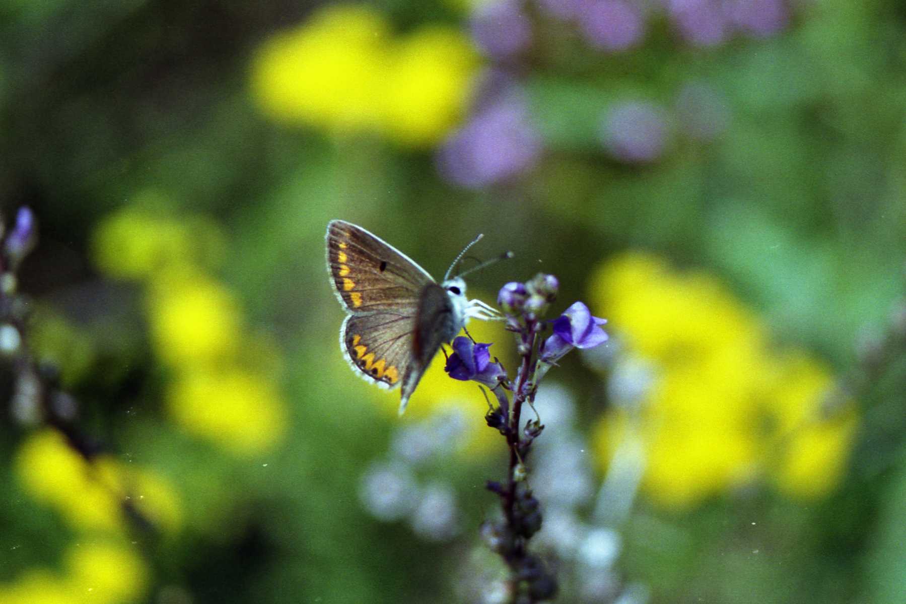 Aricia agestis