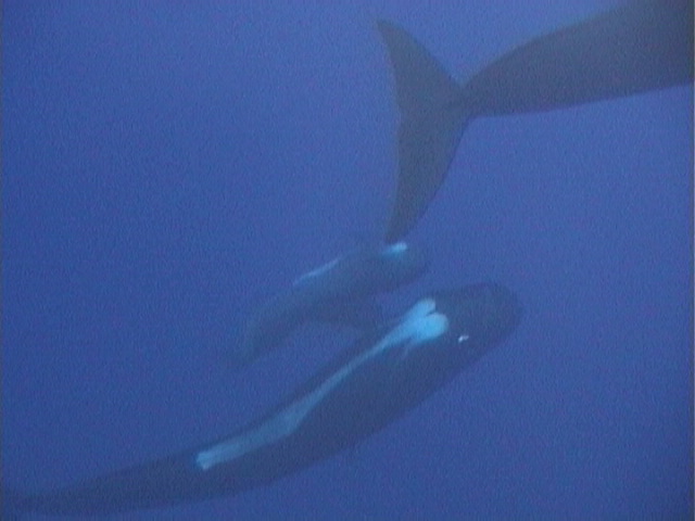 Uomini e cetacei.