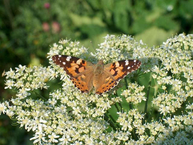 Vanessa cardui